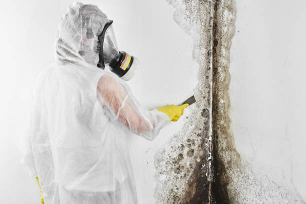 Best Residential Mold Removal  in Santee, SC