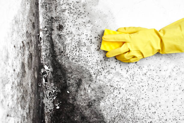 Best Professional Mold Removal  in Santee, SC