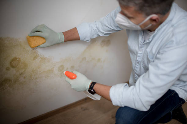 Best Local Mold Removal Service  in Santee, SC