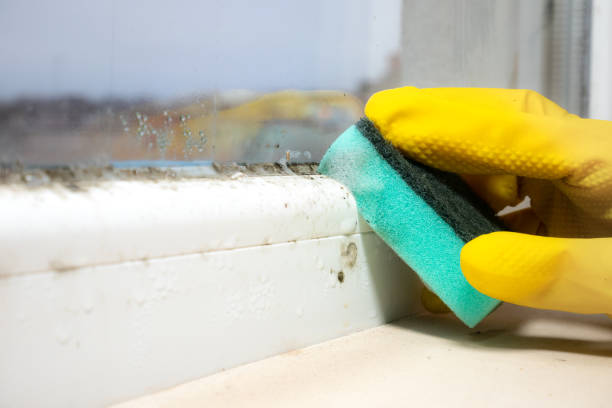 Certified Mold Removal in Santee, SC