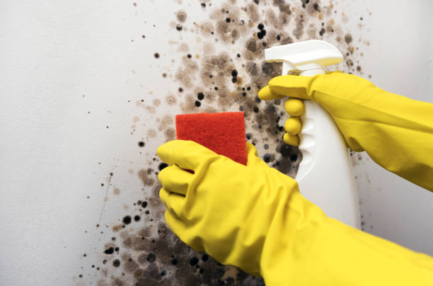 Best Mold Testing  in Santee, SC