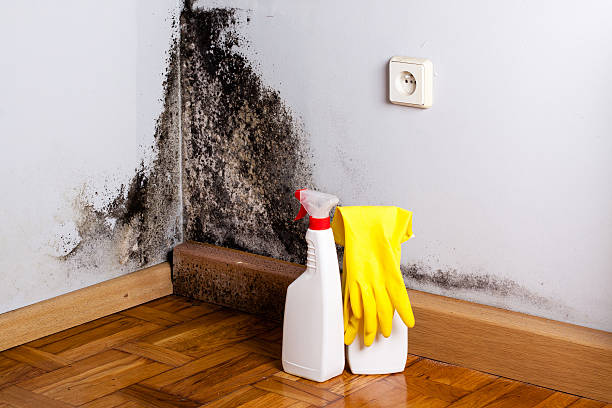 Best Certified Mold Removal  in Santee, SC