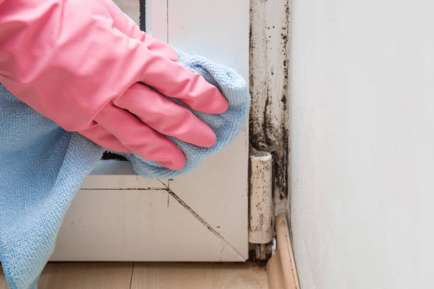Best Toxic Mold Removal  in Santee, SC